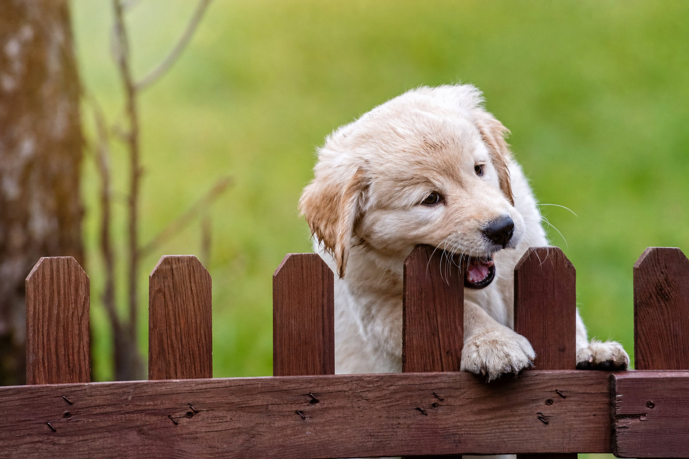 Pet and dog fencing